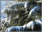 foto Parco Sebellin in Inverno